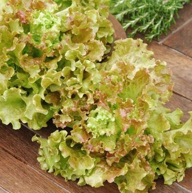 Salāti 'Saint Antoine'